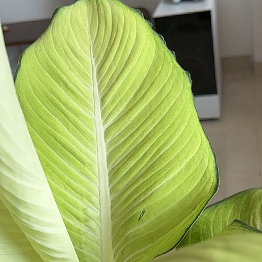 Photo of the plant species Dieffenbachia 'Honeydew' by @BackupGuapilla named Nithin on Greg, the plant care app