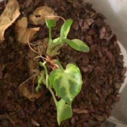 Syngonium Pixie plant