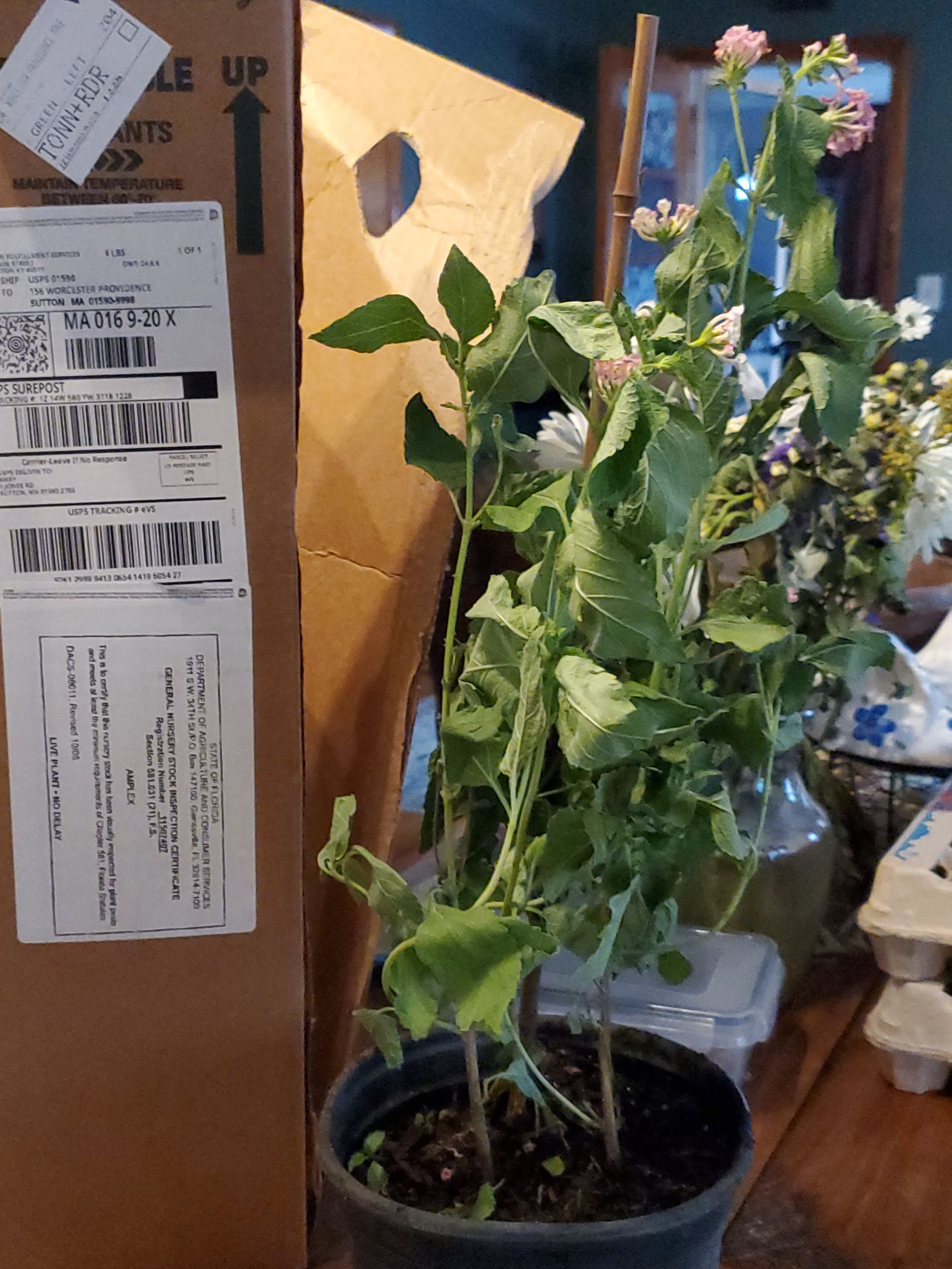 Trailing Lantana plant with green leaves and small purple flowers in a pot indoors.