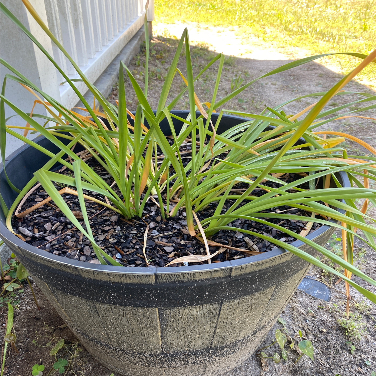Photo of the plant species Daffodil by @LushCaraway named Luna on Greg, the plant care app