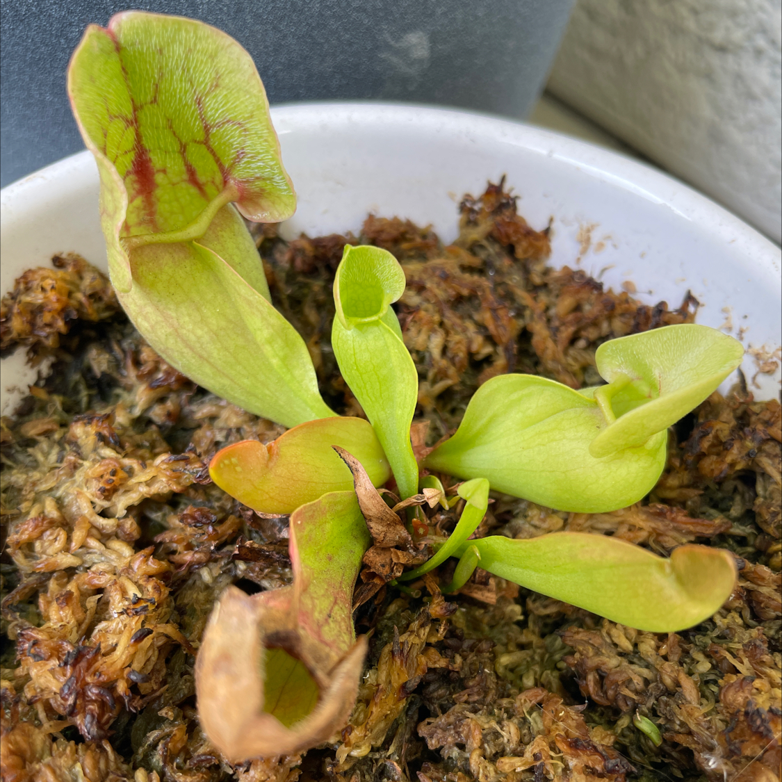 Purple Pitcher Plant in a white pot with visible soil, showing some leaf discoloration.