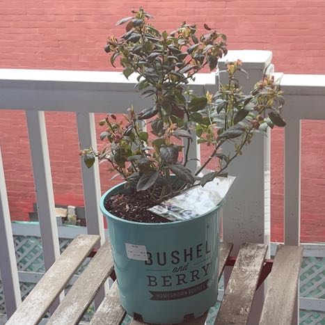Photo of the plant species Blueberry Goldtraube by @StoriedWorm named Elina on Greg, the plant care app