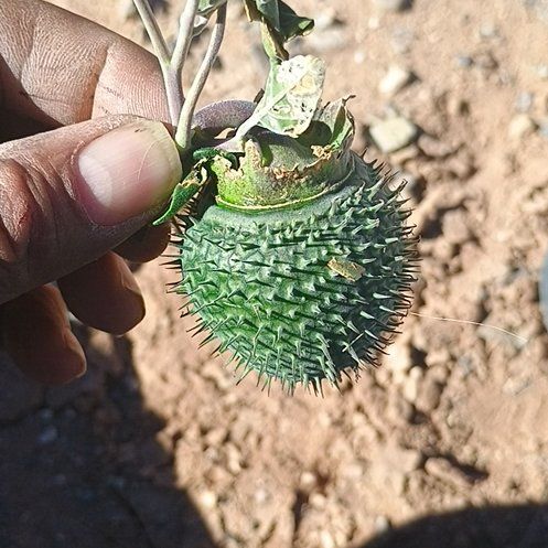 Photo of the plant species Devil's Apple by @JollyAtom named Aristotle on Greg, the plant care app