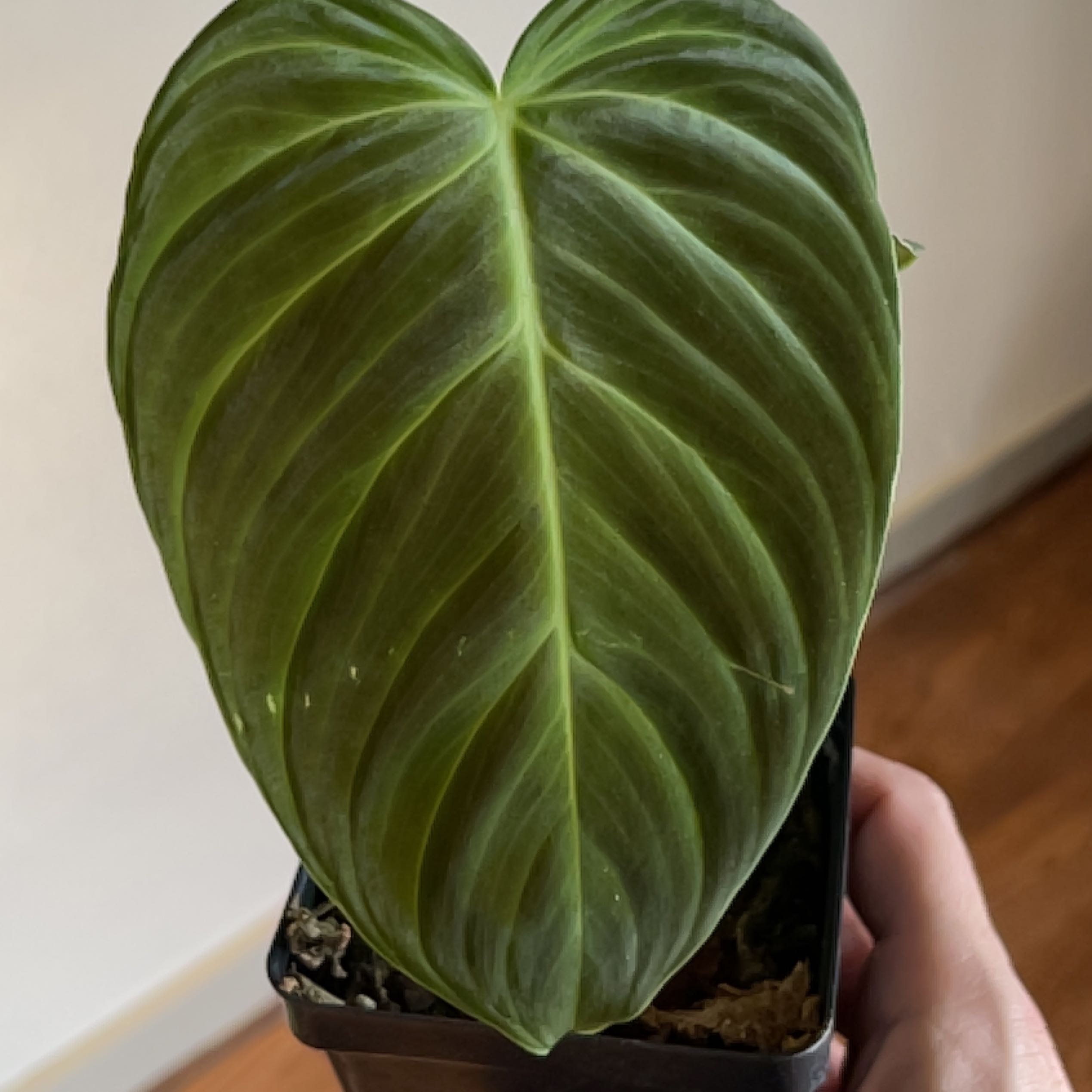 Philodendron Splendid plant with a healthy green leaf in a small pot, held by a hand.