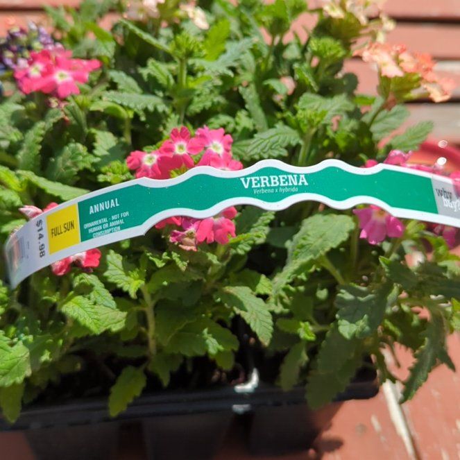 Photo of the plant species Garden Verbena by @NewChayote named Michelle Branch on Greg, the plant care app