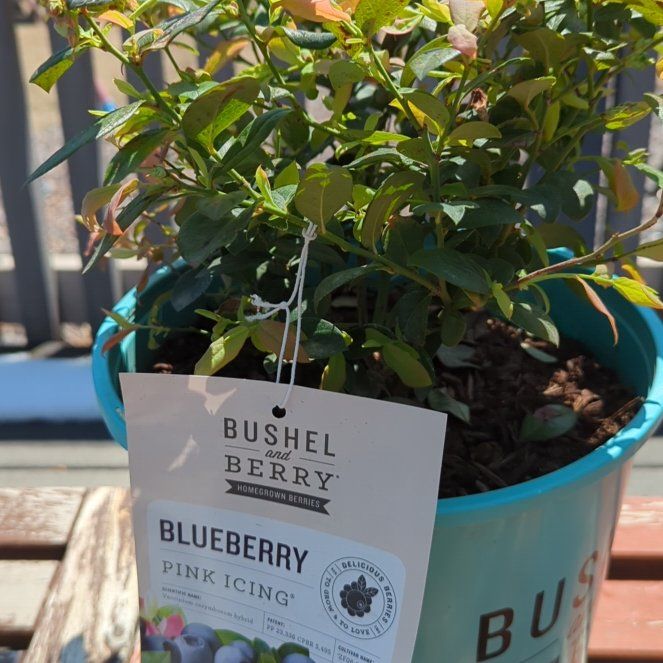 Photo of the plant species Pink Icing Blueberry by @NewChayote named Austen on Greg, the plant care app