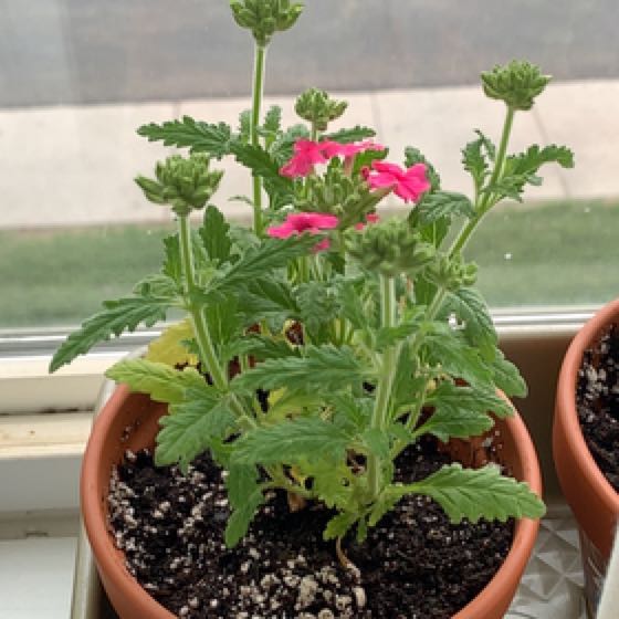 Keep Your Pink Mock Vervain Alive Light, Water & Care Instructions