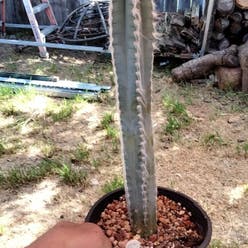 Mexican fence-post cactus plant