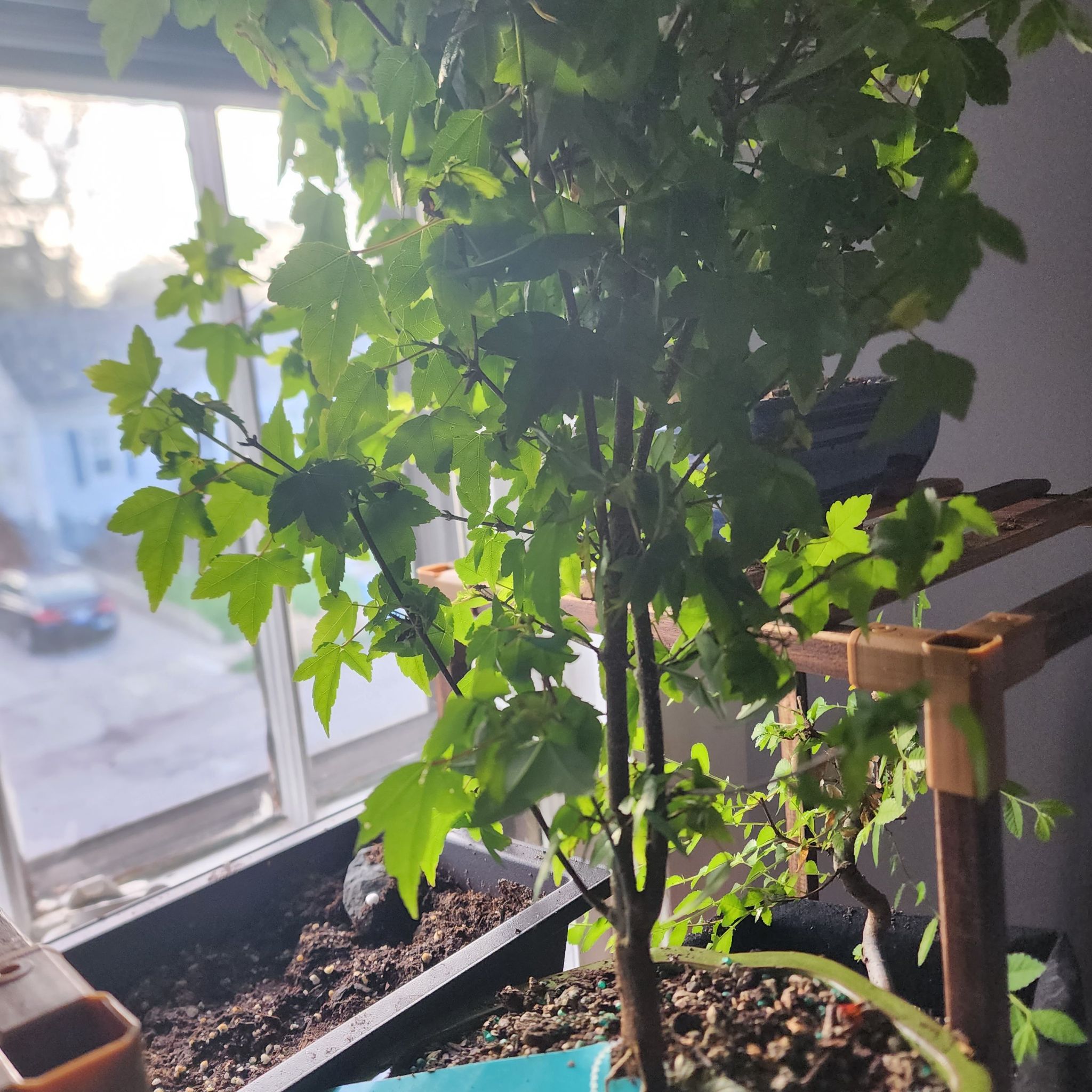 Photo of the plant species California Mountain Maple by @LightBoxholly named Planty on Greg, the plant care app