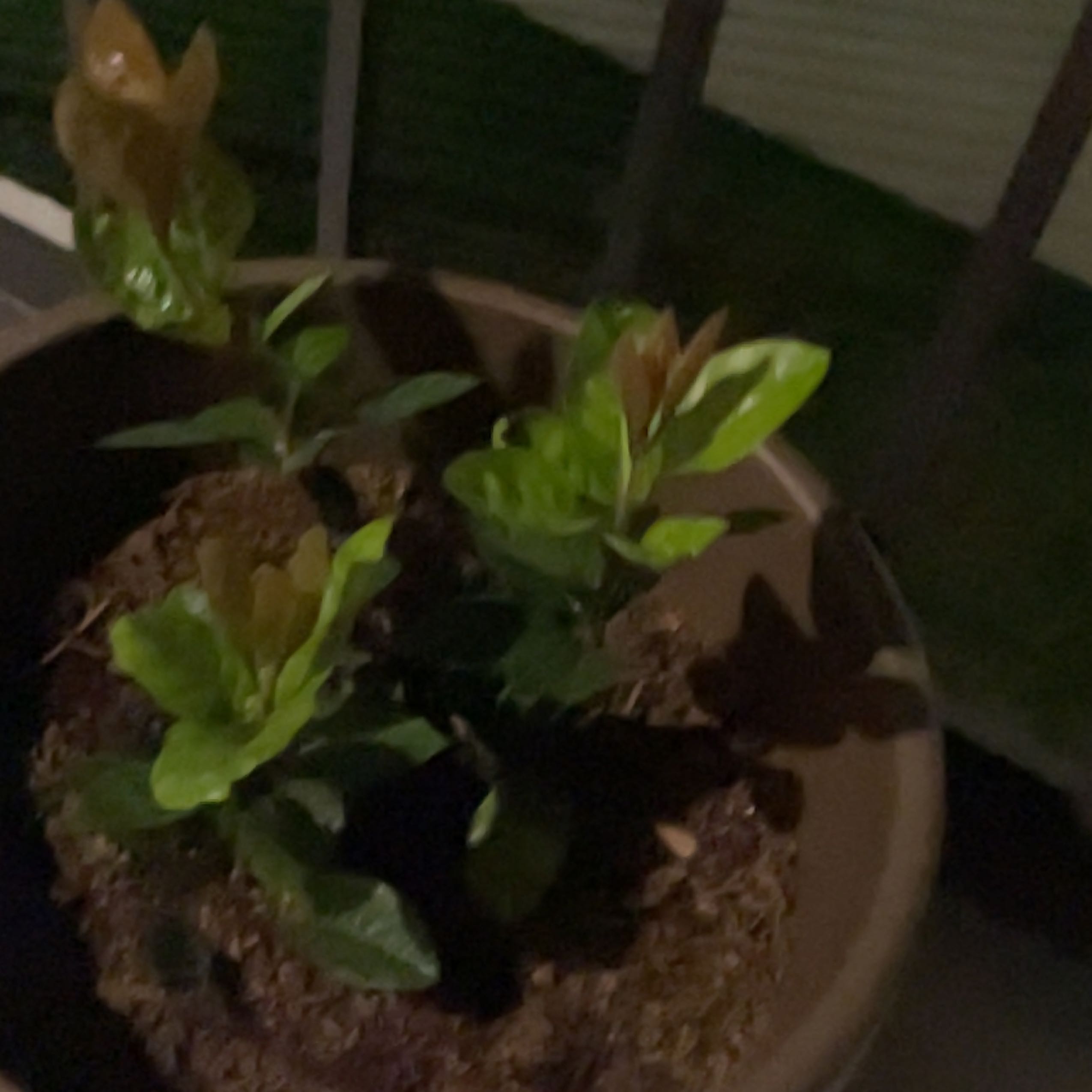 Photo of the plant species Japanese Ardisia by @DeanAraguaney named Lebron on Greg, the plant care app