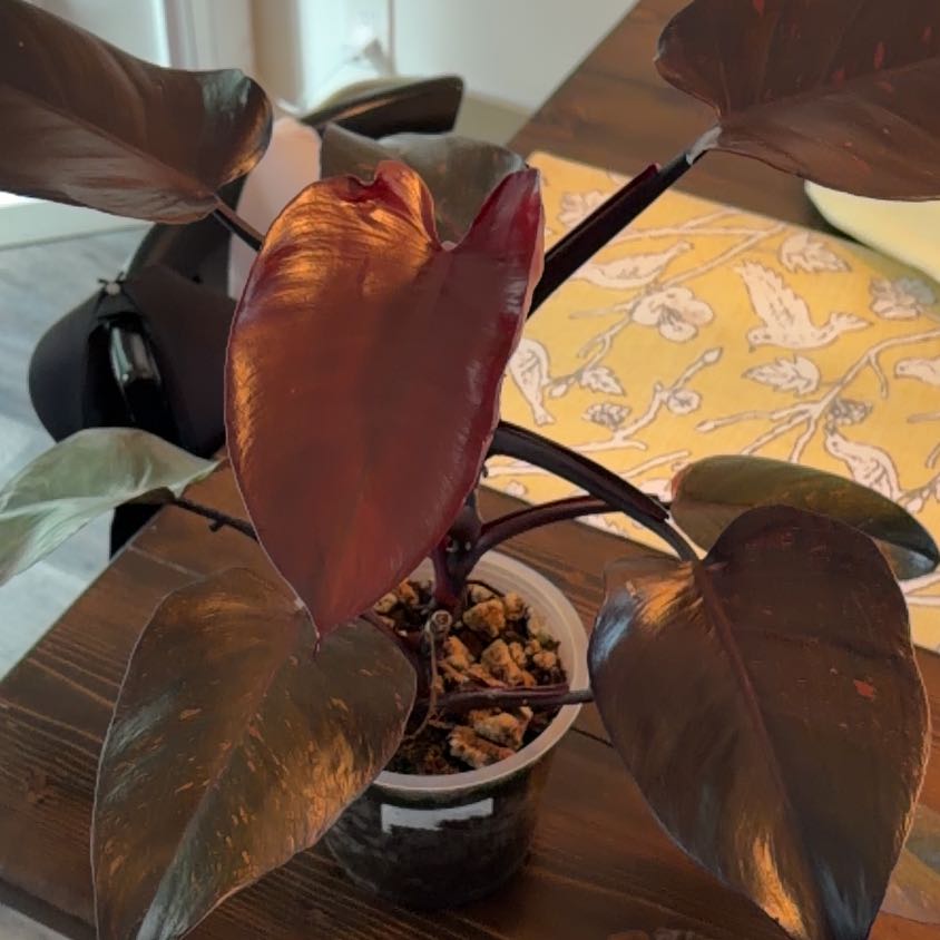 Photo of the plant species Orange Princess by @DirectorVetiver named Rainier on Greg, the plant care app