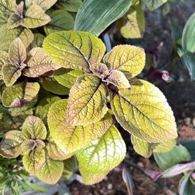 Photo of the plant species Speckled Spur Flower by @DirectorVetiver named McKinley on Greg, the plant care app