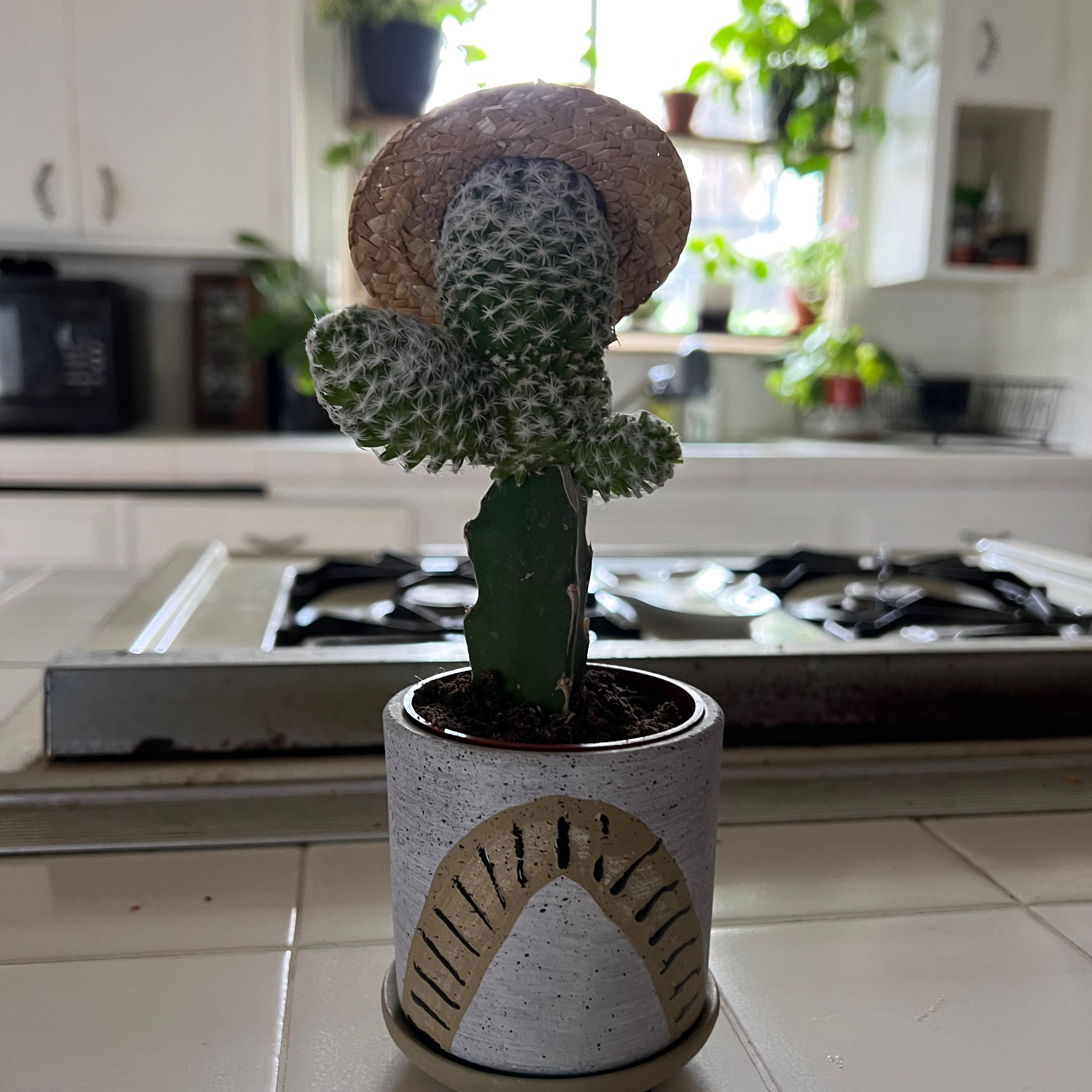 Powder Puff Cactus in a small pot on a kitchen counter, appears healthy.