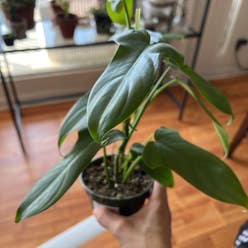 Horsehead Philodendron plant