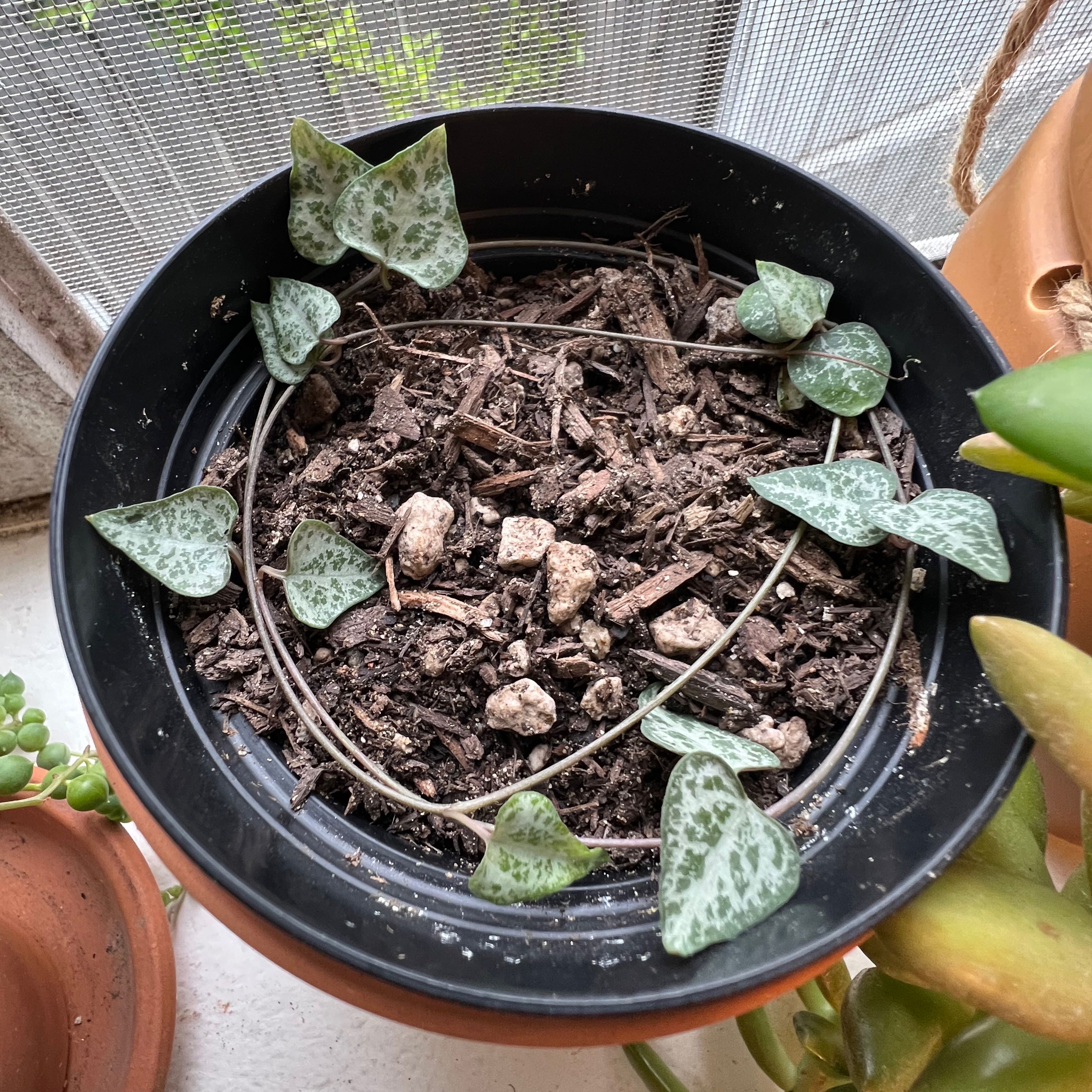 Potted String Of Arrows plant with heart-shaped leaves and visible soil.