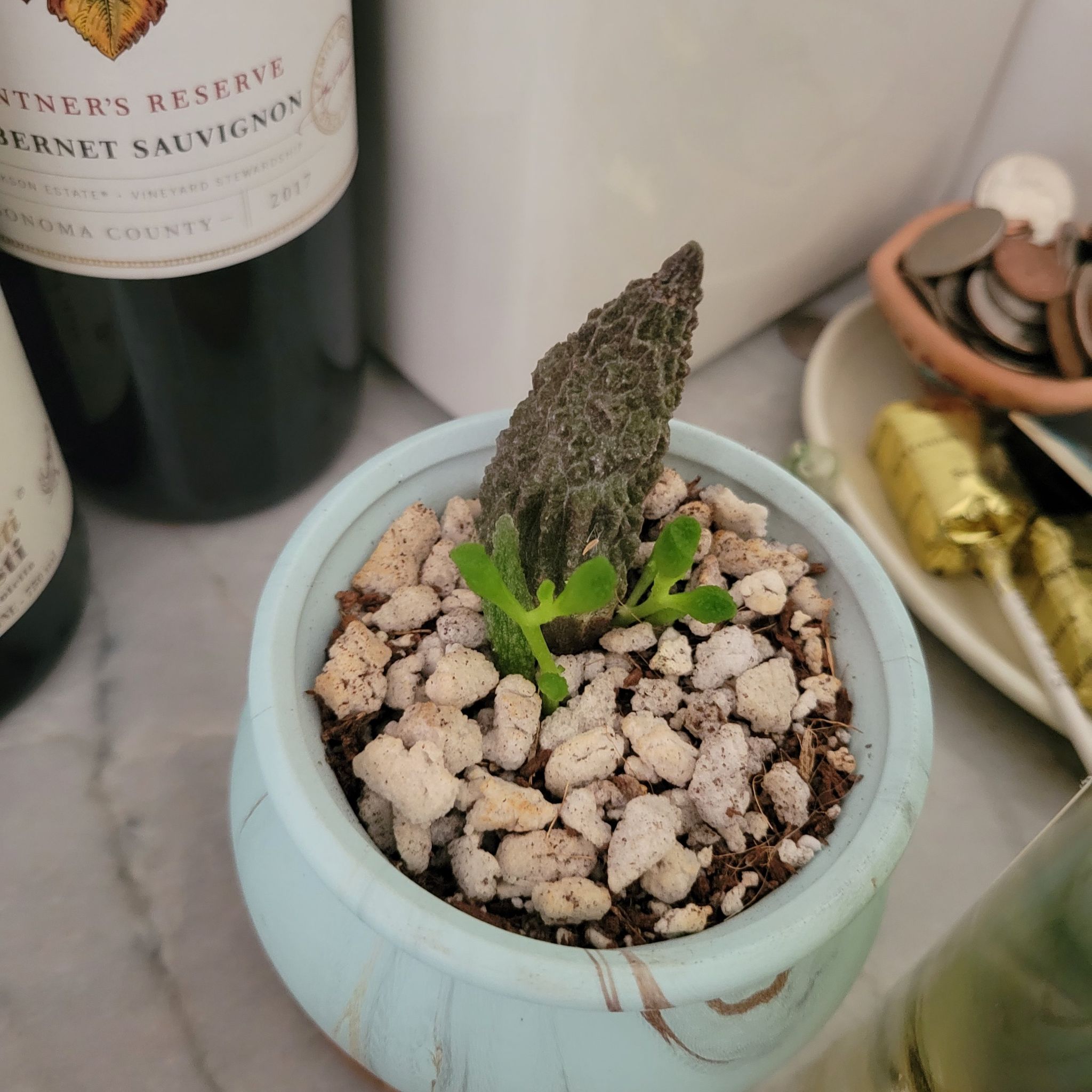 Photo of the plant species Adromischus Herrei by @FastElkweed named Leonardo on Greg, the plant care app