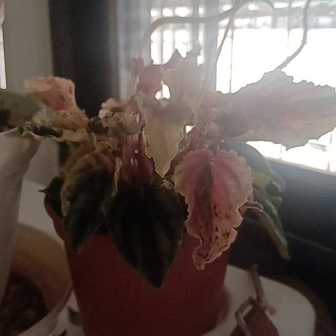 Photo of the plant species Tricolor Ripple Peperomia by @ZealPalmier named Fernie Saunders on Greg, the plant care app