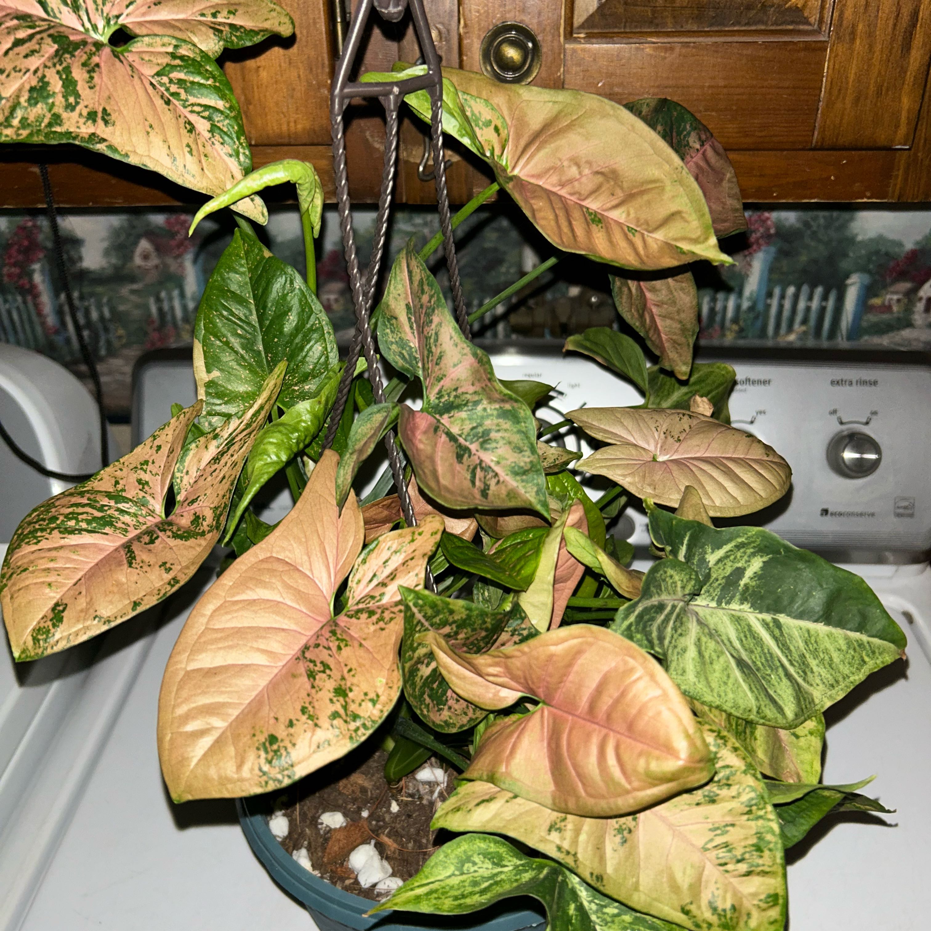 Photo of the plant species Pink Freckles by @QualifiedCorrea named Harry on Greg, the plant care app