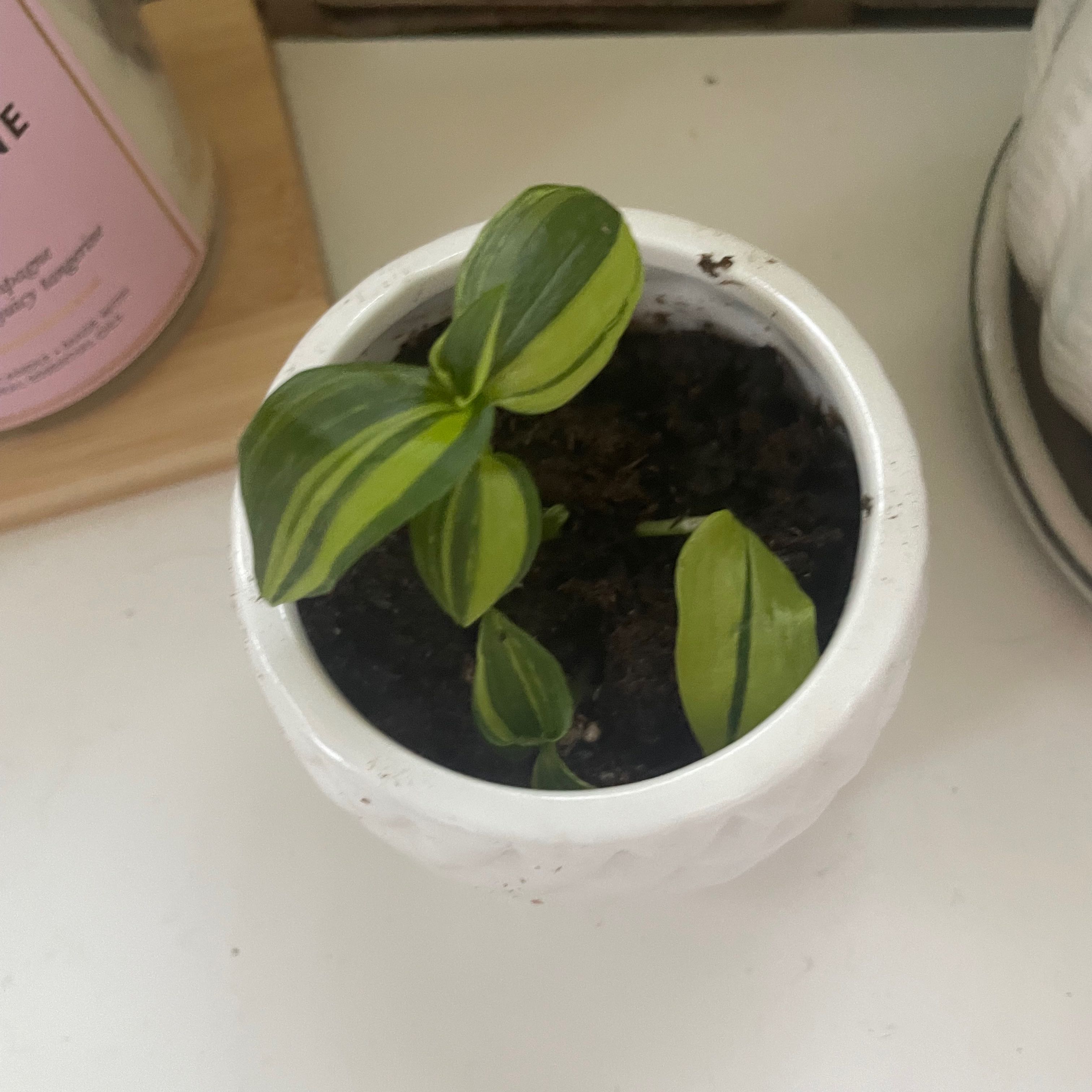 Photo of the plant species Tradescantia 'Aurea' by @TastefulTozzia named Zeus on Greg, the plant care app