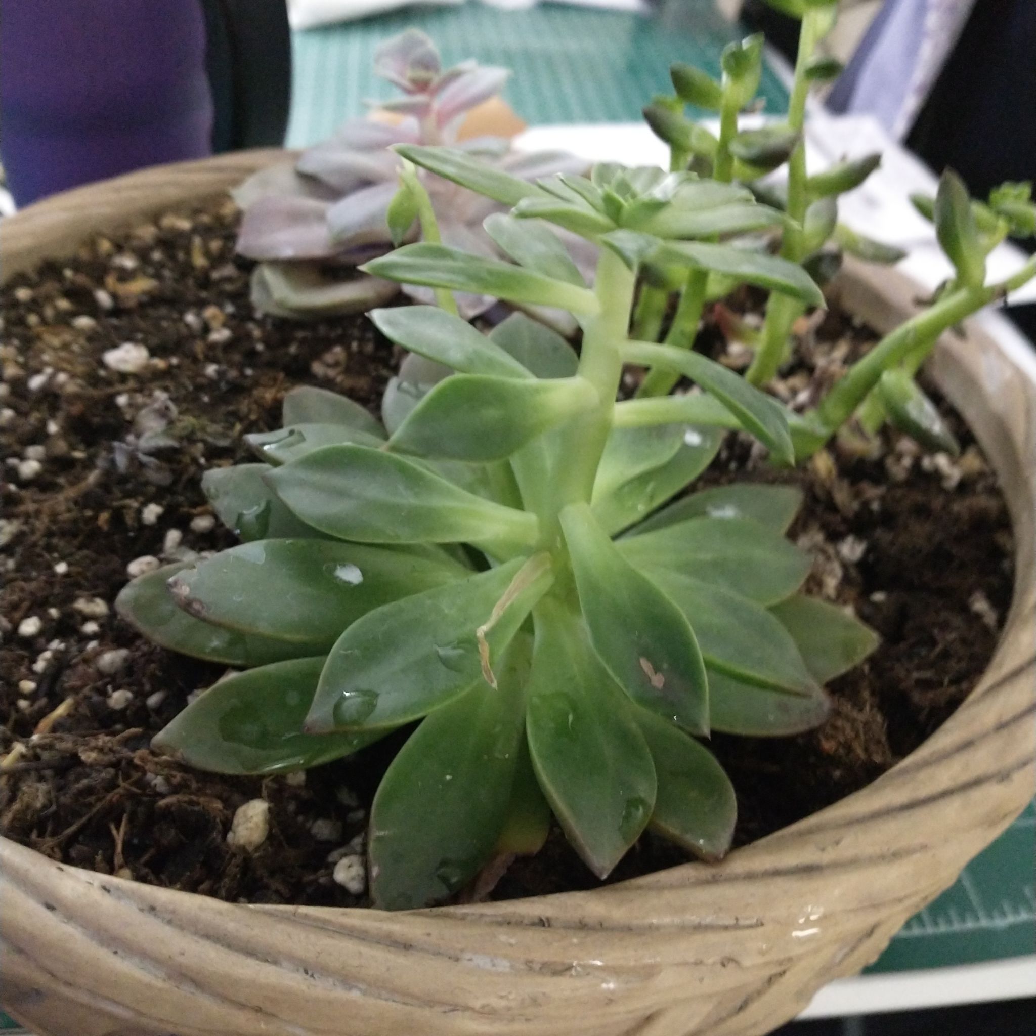 Potted San Gabriel River Dudleya succulent with green leaves and visible soil.