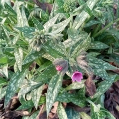 Photo of the plant species Narrow-Leaf Lungwort by @YernBlusher named Sanders on Greg, the plant care app