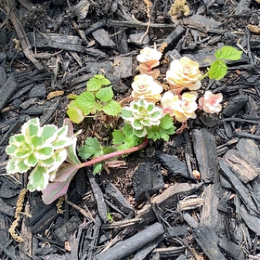 Photo of the plant species Sedum Atlantis by @AgileLimezinger named Leonardo on Greg, the plant care app