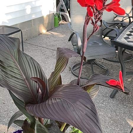 Photo of the plant species Canna Lily by @ModelVinemaple named Fernie Saunders on Greg, the plant care app