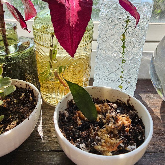 Photo of the plant species Hoya pusilla by @HazelThumb named Sonora on Greg, the plant care app