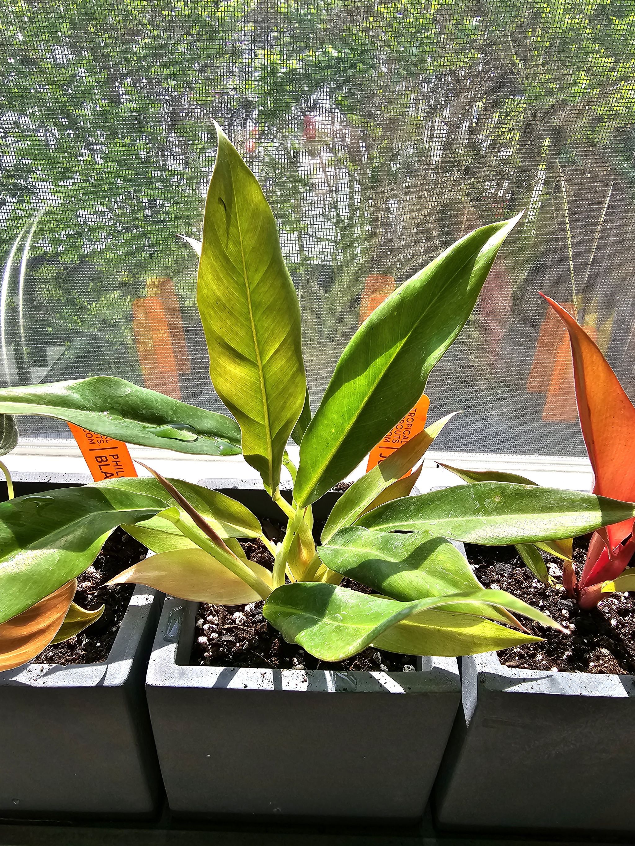 Tiger Tooth Philodendron plant in a pot with slight yellowing on some leaves.