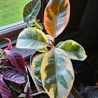 Variegated Rubber Tree plant in Troy, Ohio