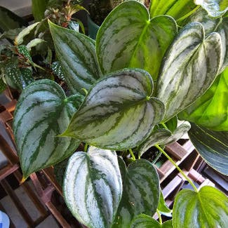 Silver Leaf Philodendron plant in Troy, Ohio
