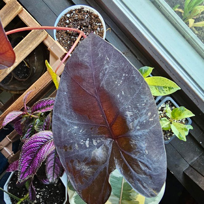 Photo of the plant species Electric Blue Gecko by @HazelThumb named Leaf Erickson on Greg, the plant care app