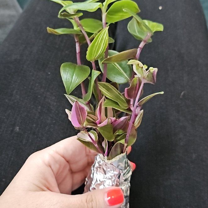 Photo of the plant species Tricolor Rainbow Tradescantia by @HazelThumb named Kendall on Greg, the plant care app