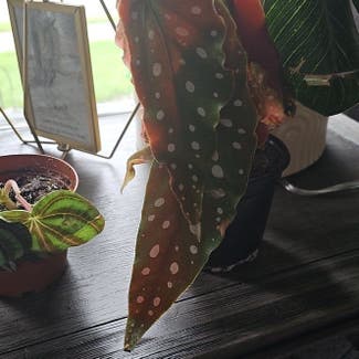 Polka Dot Begonia plant in Troy, Ohio