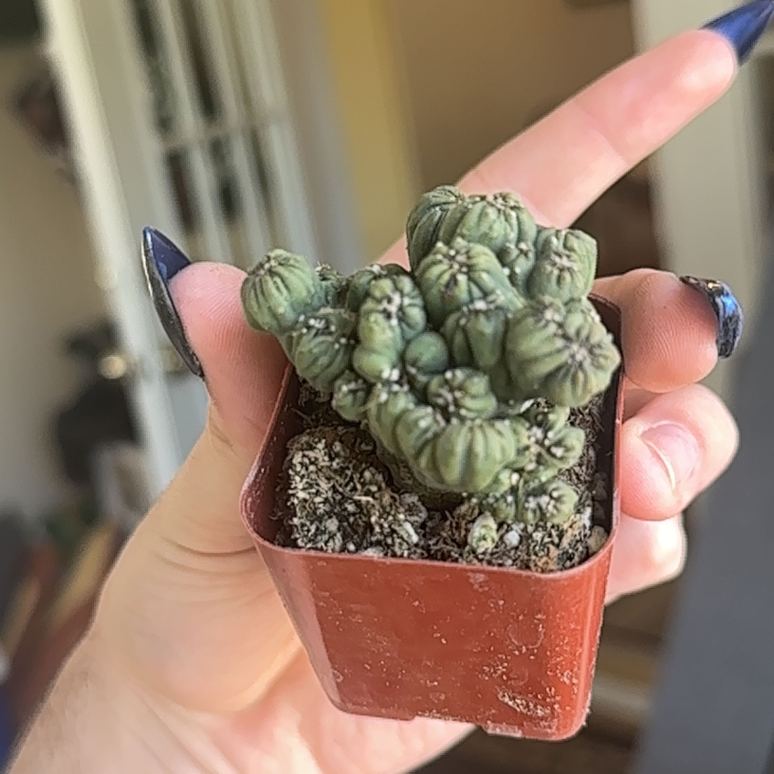 A small Peyote cactus in a pot, held by a hand with visible soil.