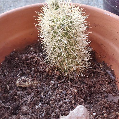 Photo of the plant species teddy bear cholla by @RightlyAjídulce named Teddy on Greg, the plant care app