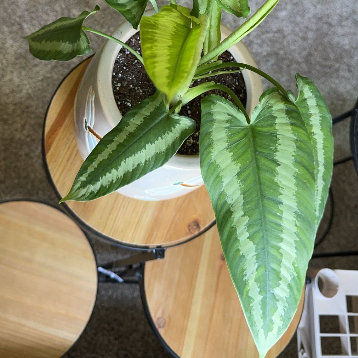 Potted Schismatoglottis wallichii plant with variegated leaves, healthy appearance.
