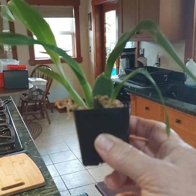 Photo of the plant species Odontonia Pacific Paranoia 'Other Side Of Cool' by @GratifiedNapaea named Remington on Greg, the plant care app