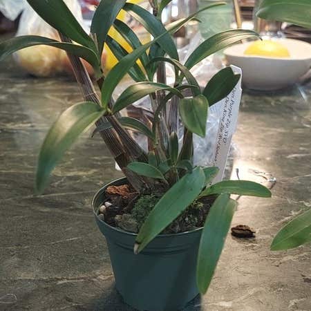 Photo of the plant species dendrobium by @GratifiedNapaea named Captain Plant-it on Greg, the plant care app