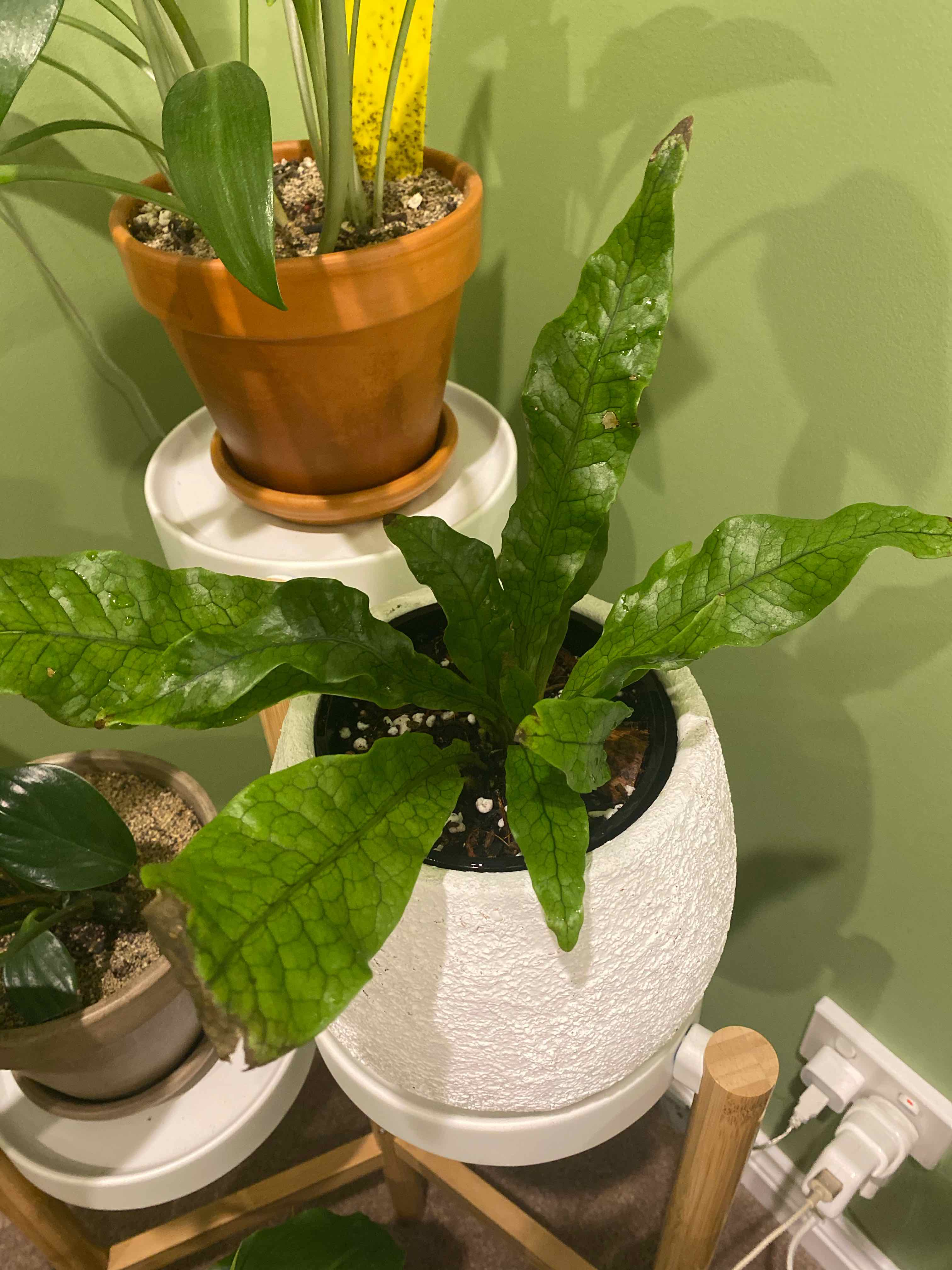 Crocodile Fern in a white pot with healthy green leaves, soil visible.