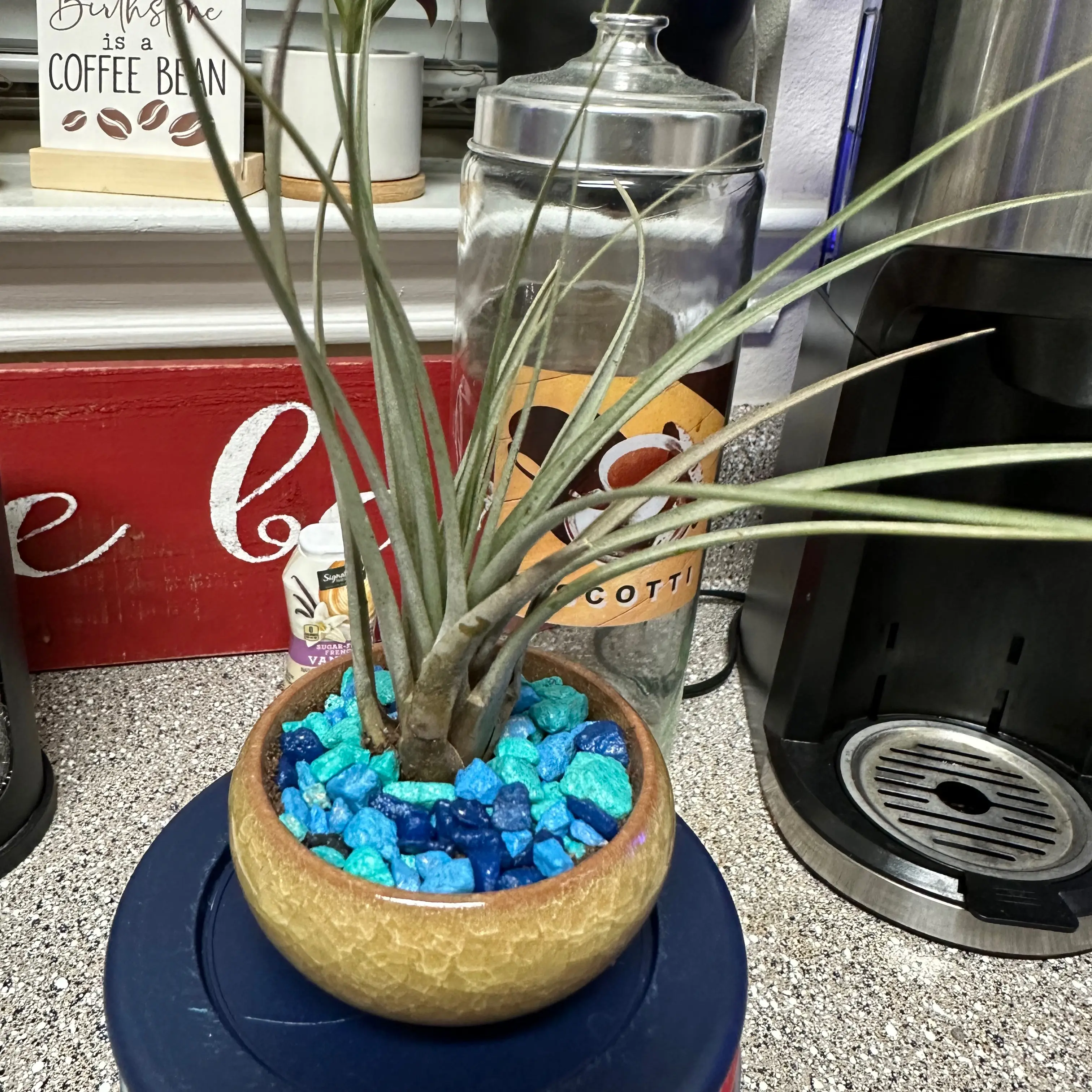 Aeranthos Air Plant in a pot with blue stones, placed on a kitchen counter.