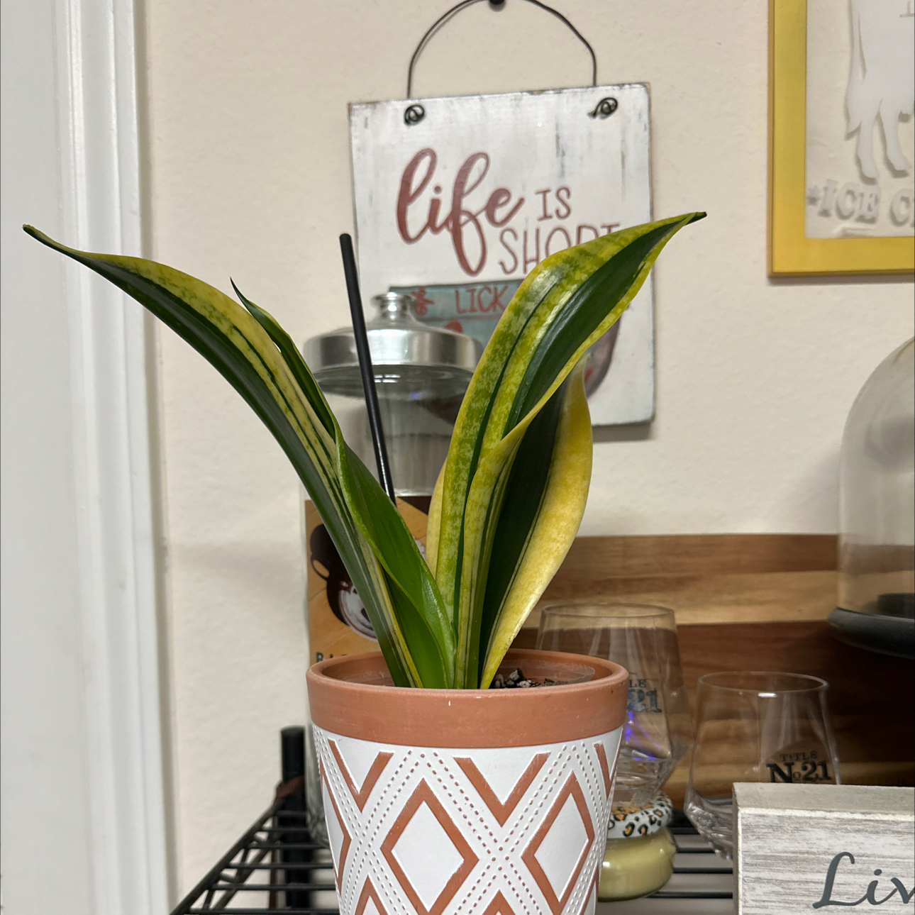 Black Gold Snake Plant in a decorative pot with some yellowing leaves, household items in the background.