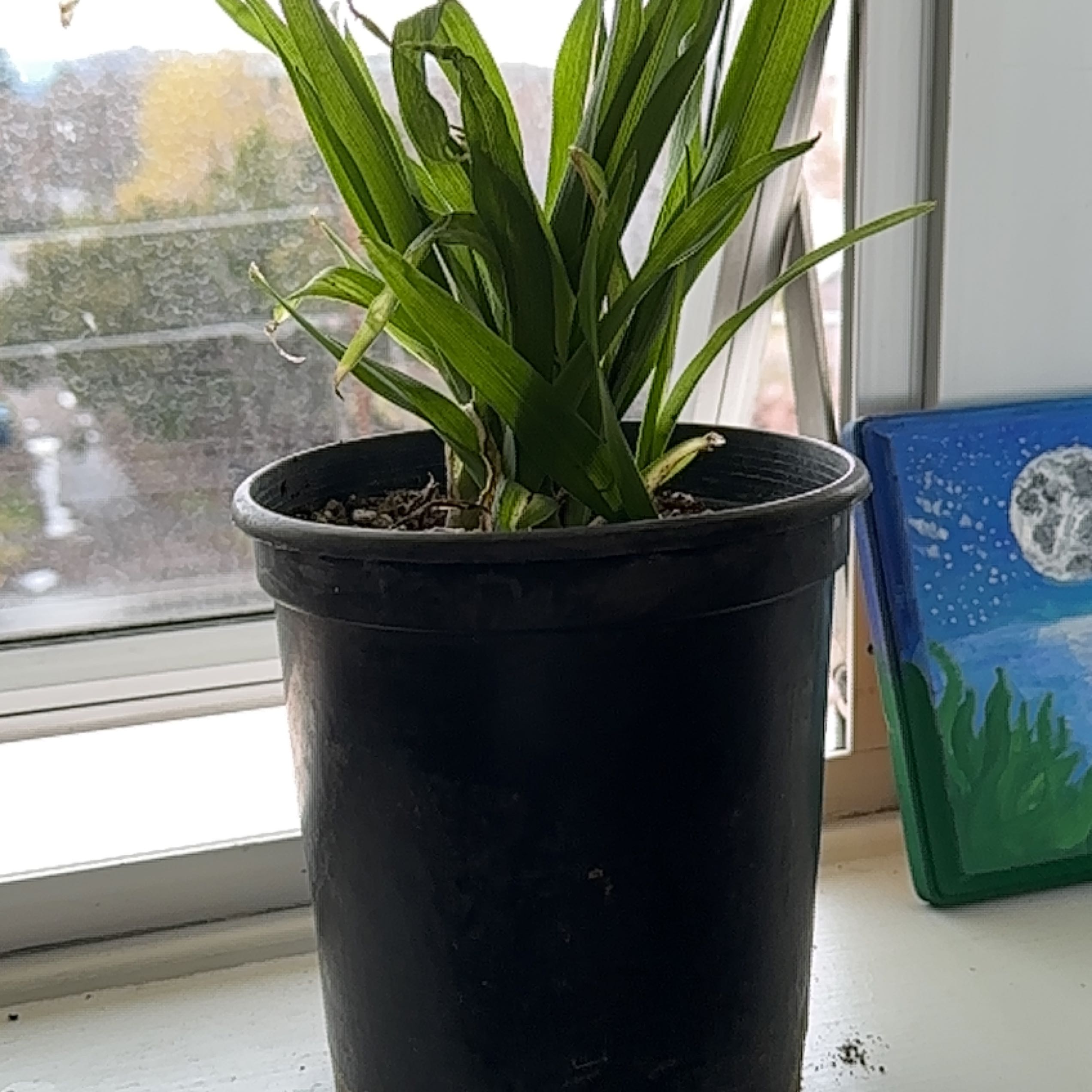 Photo of the plant species St Bernard's Lily by @SpiffyIvy named ChloroPhil on Greg, the plant care app