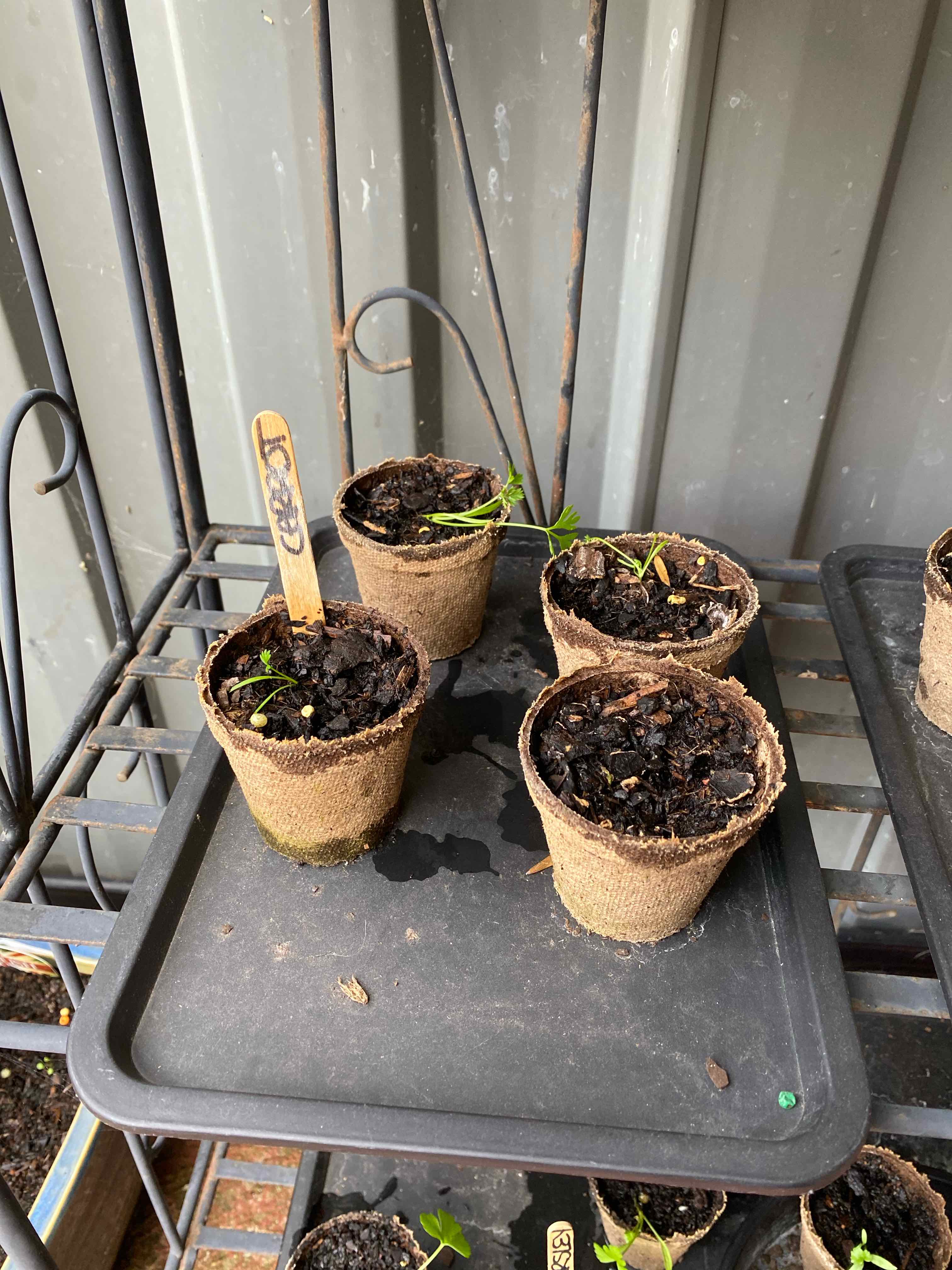 Several small potted Wild Carrot seedlings on a tray, early growth stage.
