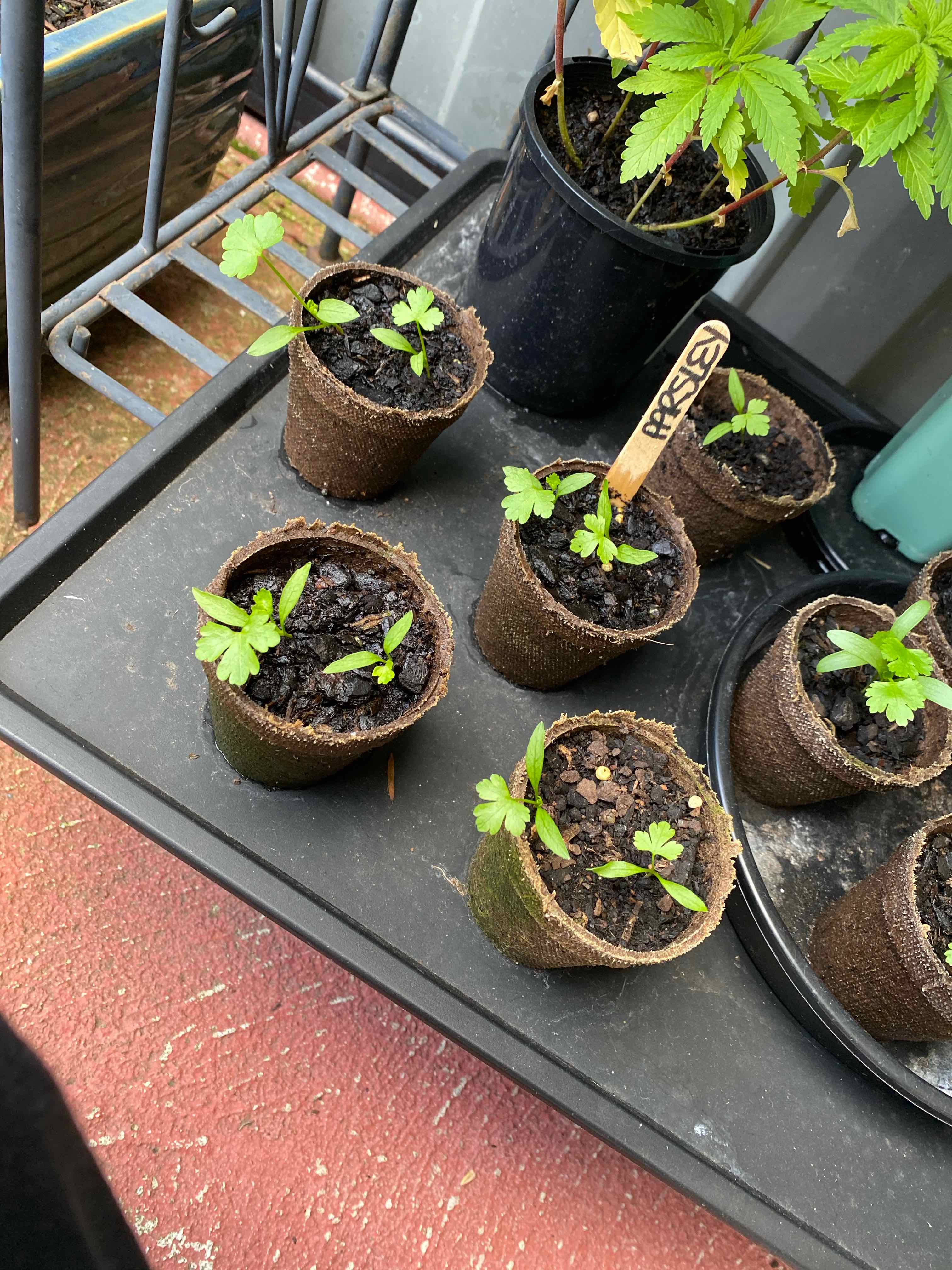 Several small potted Italian Parsley plants in early growth stages with healthy green leaves.