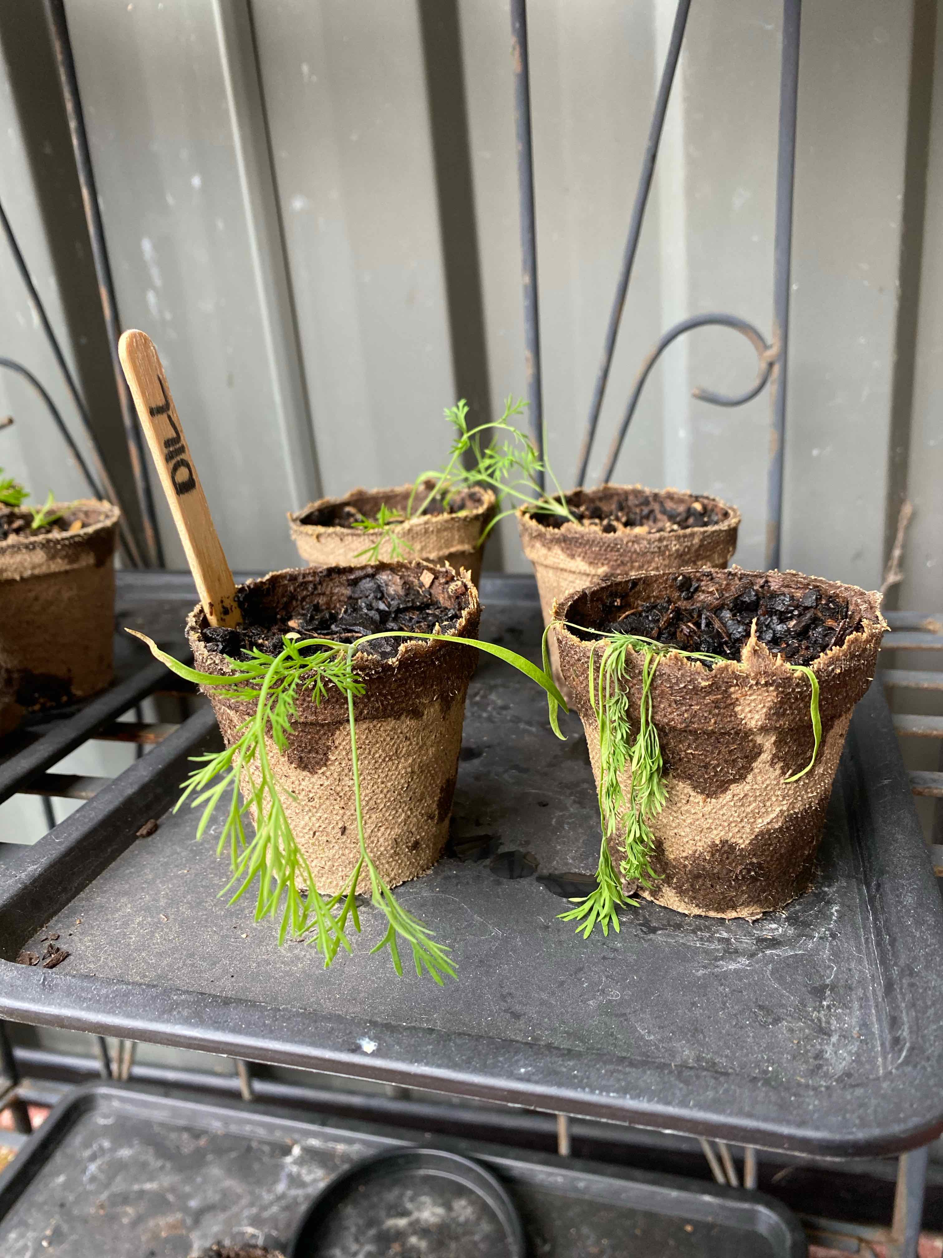 Several small pots with young dill plants, some leaves are wilting or drooping.