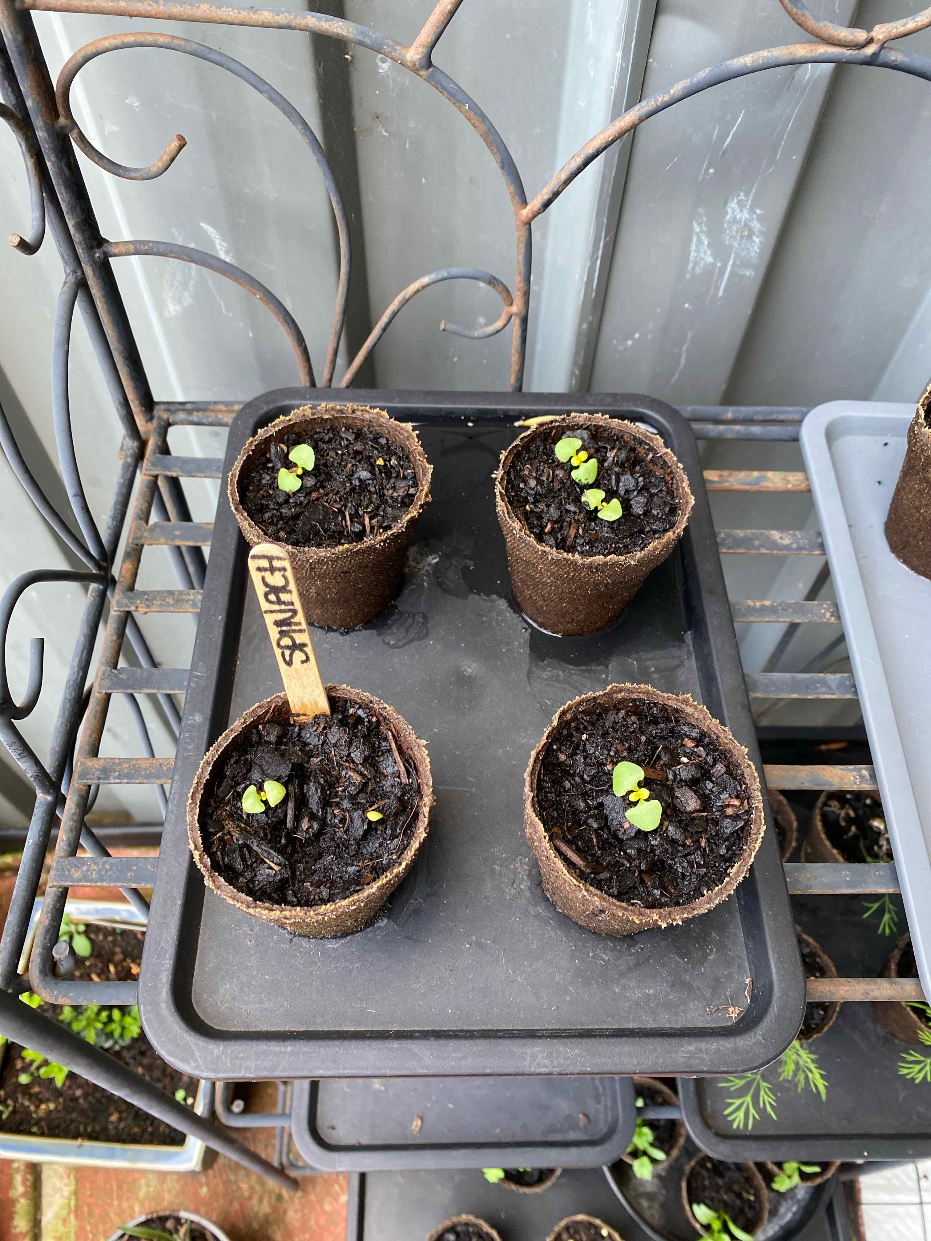 Plant care for Malabar Spinach on Greg, the plant care app