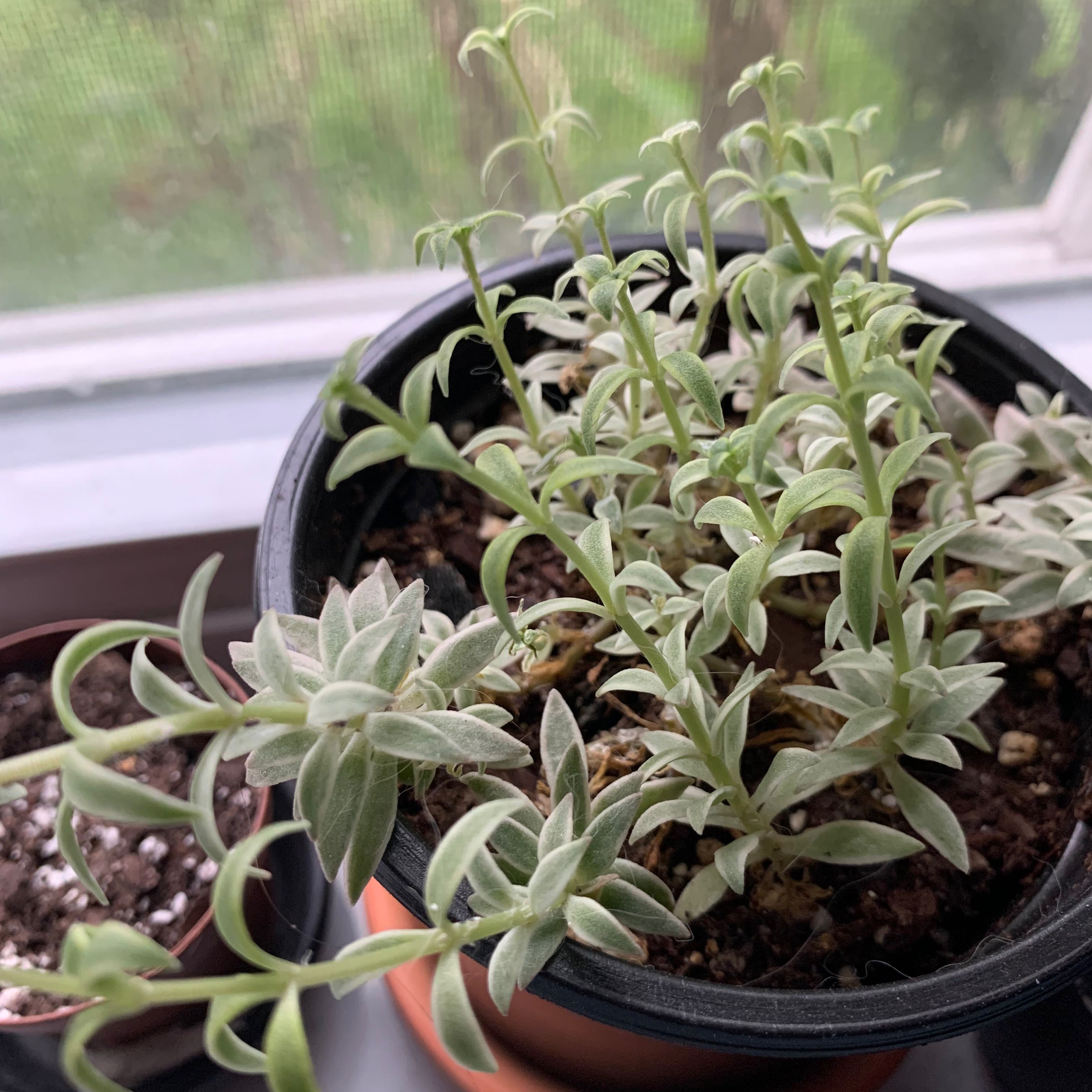 Potted Carpet Sedum plant with visible soil, well-framed and in focus.