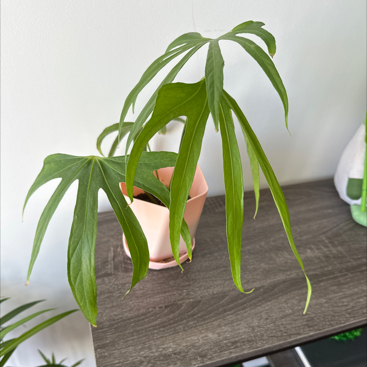 Anthurium Fingers plant in a pink pot on a wooden surface, appearing healthy.