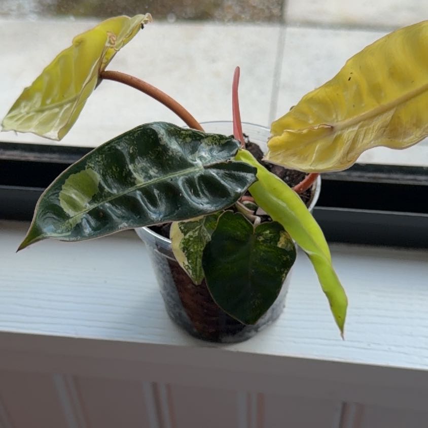 Photo of the plant species Variegated Philodendron Billietiae by @FormallyChilli named Eyelash on Greg, the plant care app